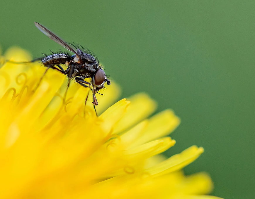 Macro Fly on Yellow Dandelion Flower