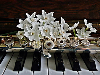 White Jonquils Resting on Flute and Piano Keys