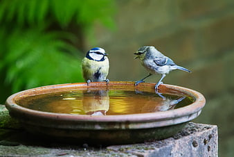 Two Blue Tits Perched on a Garden Bird Bath