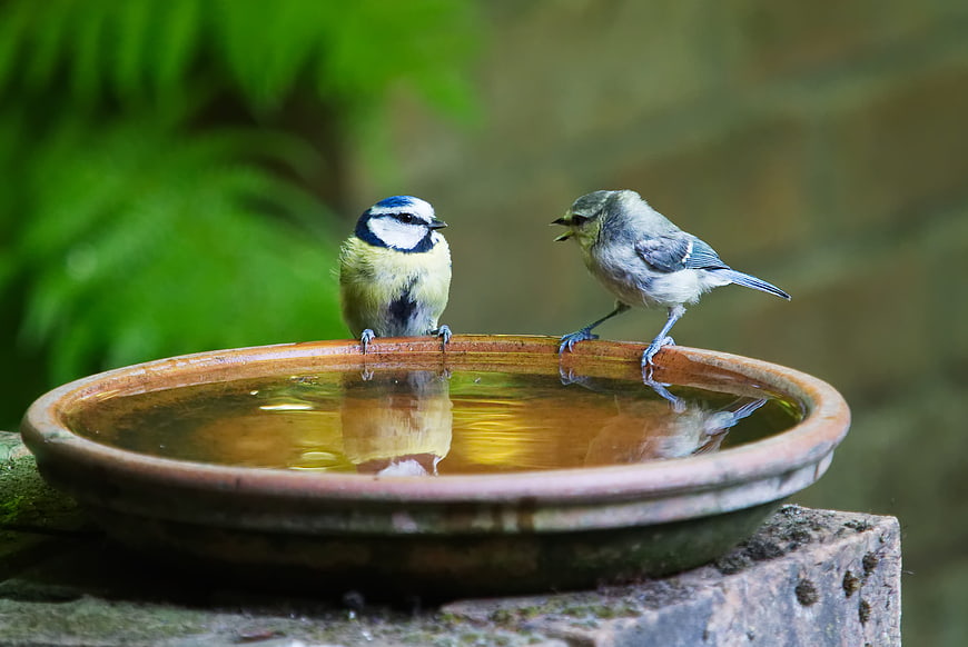 Two Blue Tits Perched on a Garden Bird Bath