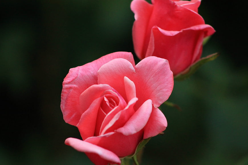 Close-up of two pink roses with blurred green background