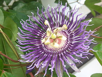 Close-up of a vibrant purple passion flower with intricate details
