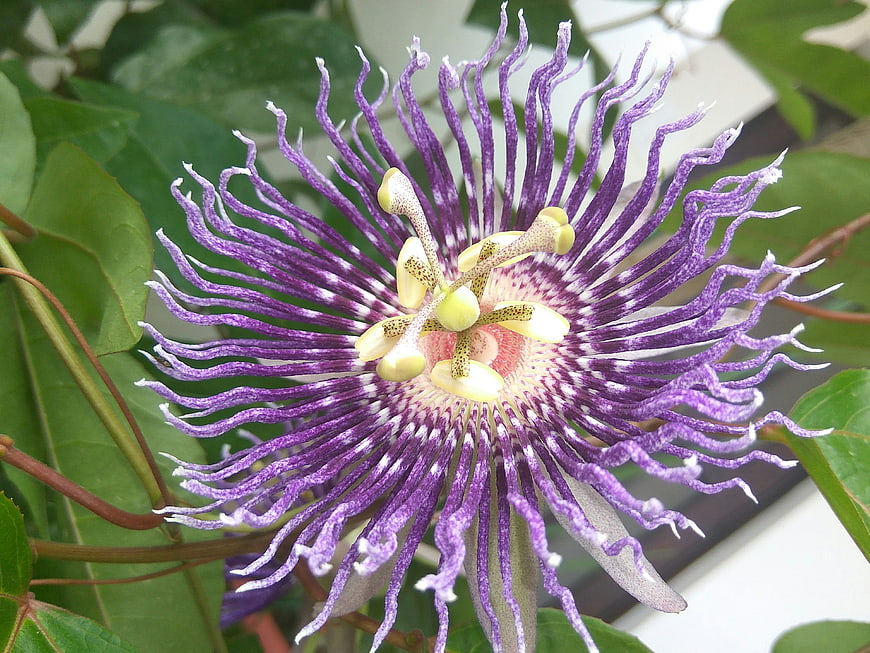 Close-up of a vibrant purple passion flower with intricate details