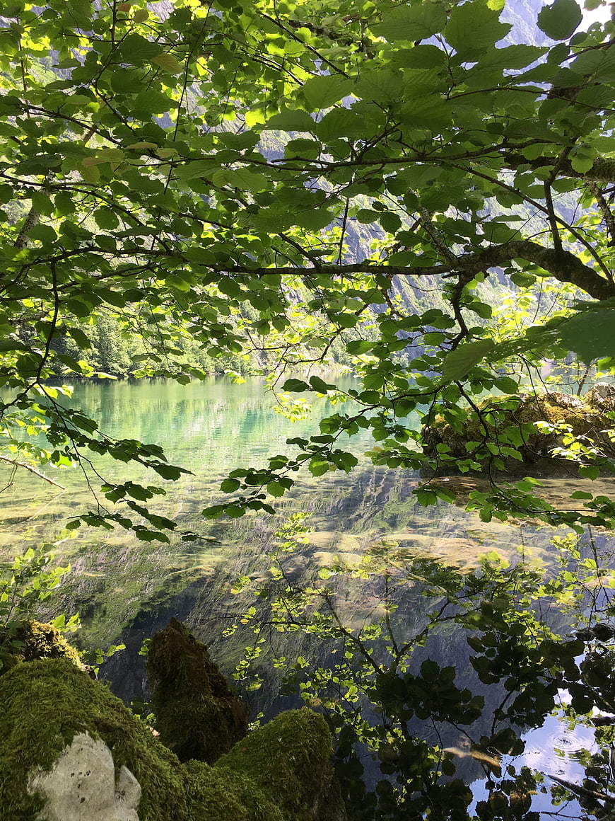 Serene Alpine Lake View Through Green Forest Foliage