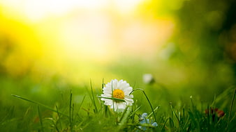 White Daisy in Green Grass with Golden Bokeh Background