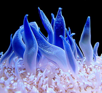 Close-up of vibrant blue sea anemone tentacles underwater