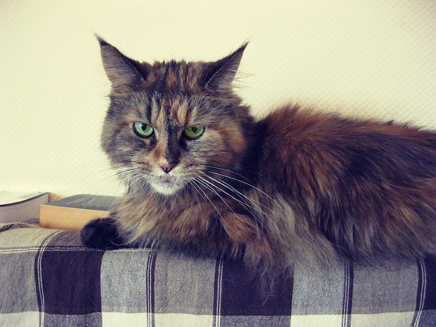 Fluffy Tortoiseshell Cat Lying on Plaid Blanket