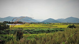 Golden Rice Paddy Fields with Mountain Backdrop in Autumn