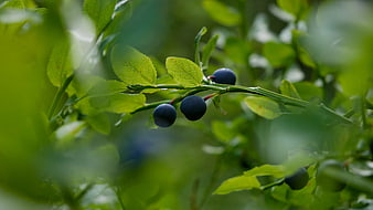 Fresh Blueberries Growing on a Green Bush Branch