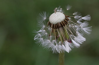 Macro photography of a dandelion seed head with seeds blowing away