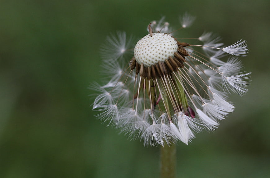 Macro photography of a dandelion seed head with seeds blowing away