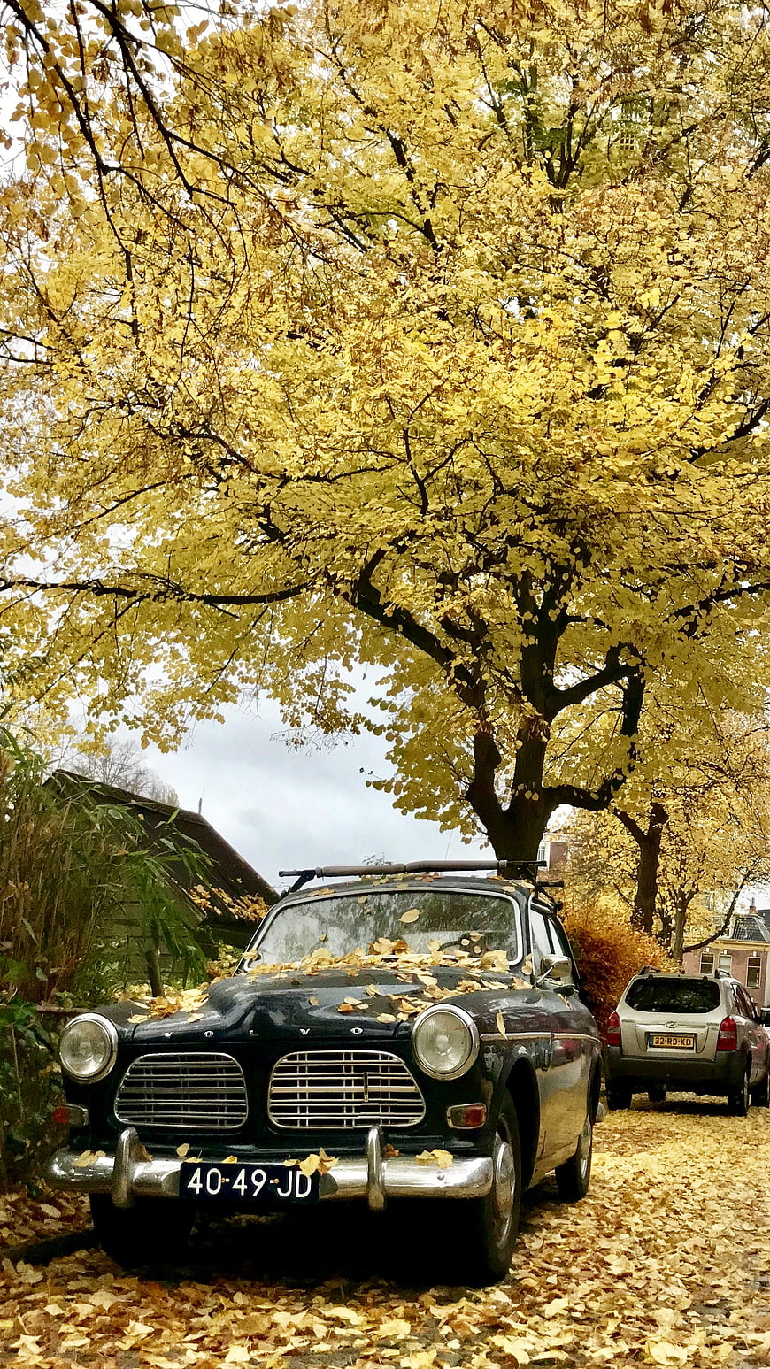 Vintage Volvo Car Parked Under Golden Autumn Tree