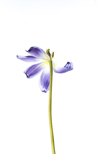 Purple Tulip Flower Isolated on White Background