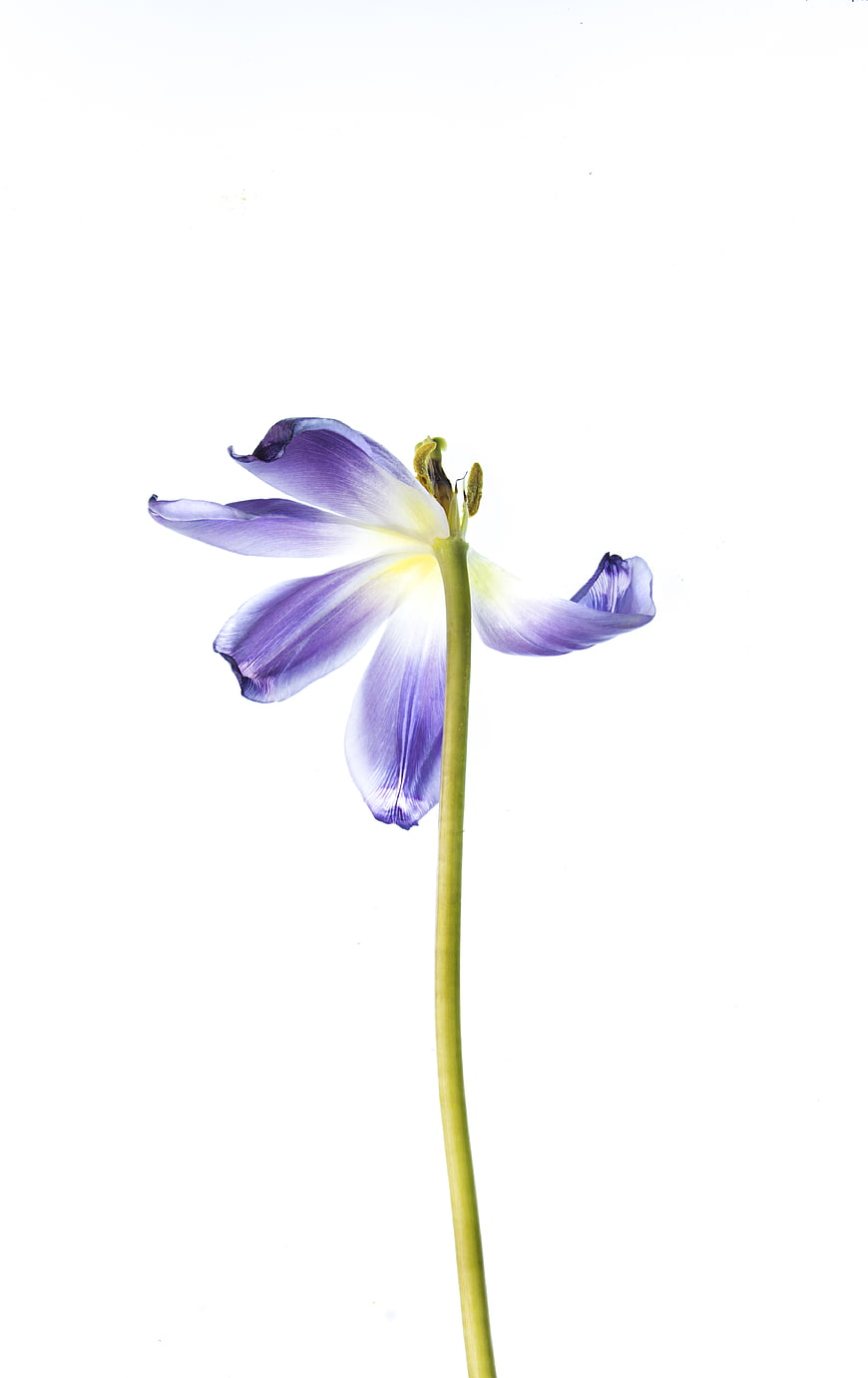Purple Tulip Flower Isolated on White Background
