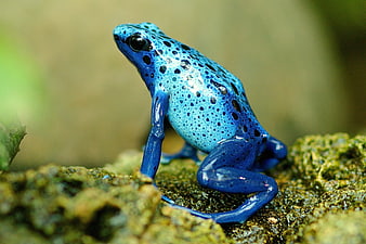 Close-up of a vibrant blue poison dart frog on moss