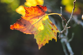 Close-up of autumn leaf with sunlight and bokeh background