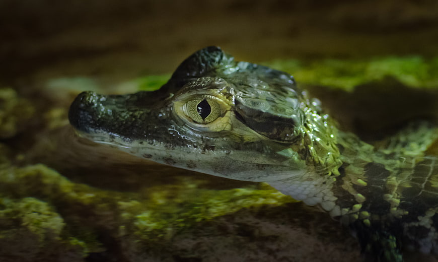 Close-up of a young crocodile head in water