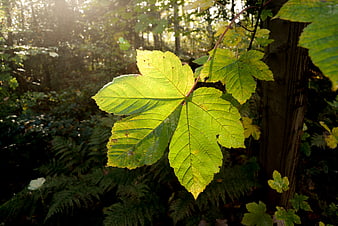 Backlit green leaf in sunlit forest background