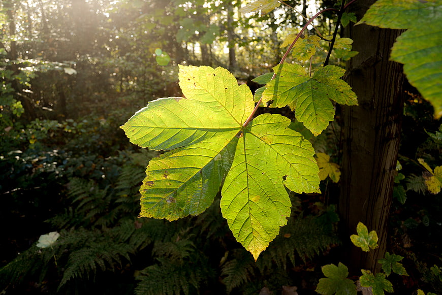 Backlit green leaf in sunlit forest background