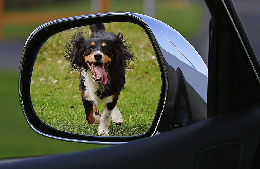Happy Tricolor Dog Running Reflected in Car Side Mirror
