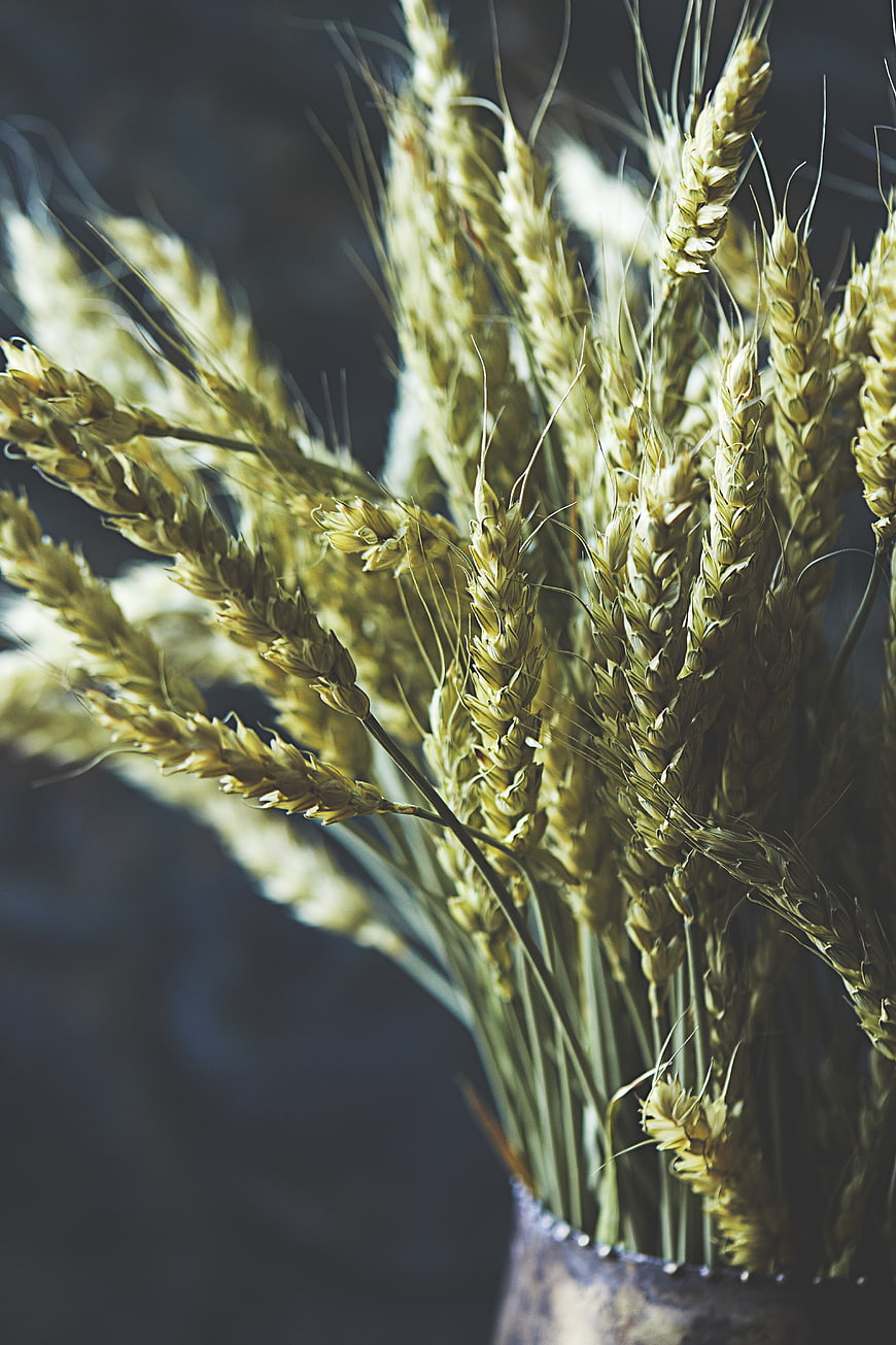Close-up of golden wheat stalks in a rustic vase