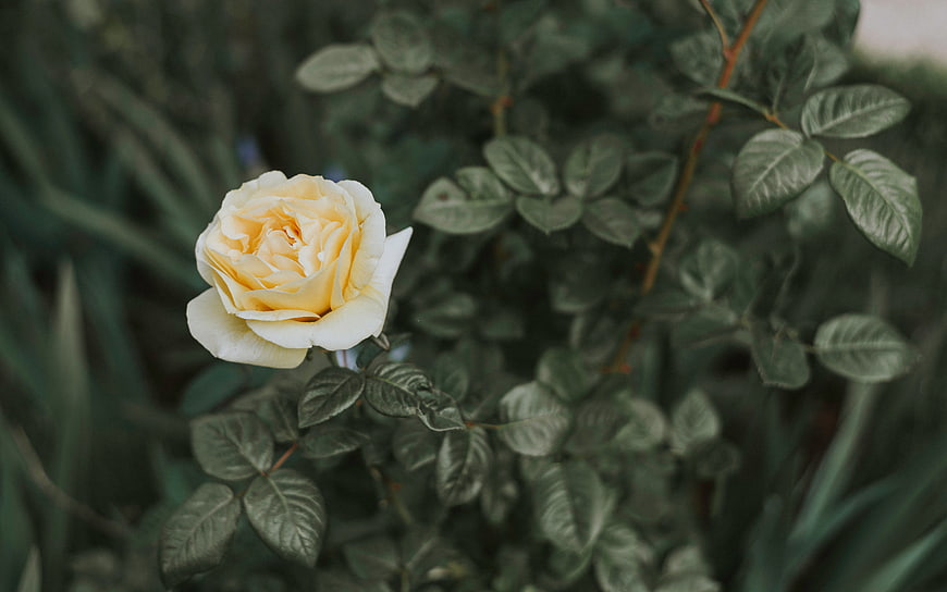 Pale Yellow Rose Bloom in Garden