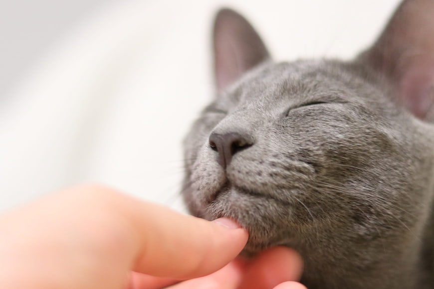 Close-up of a gray cat being gently petted under the chin
