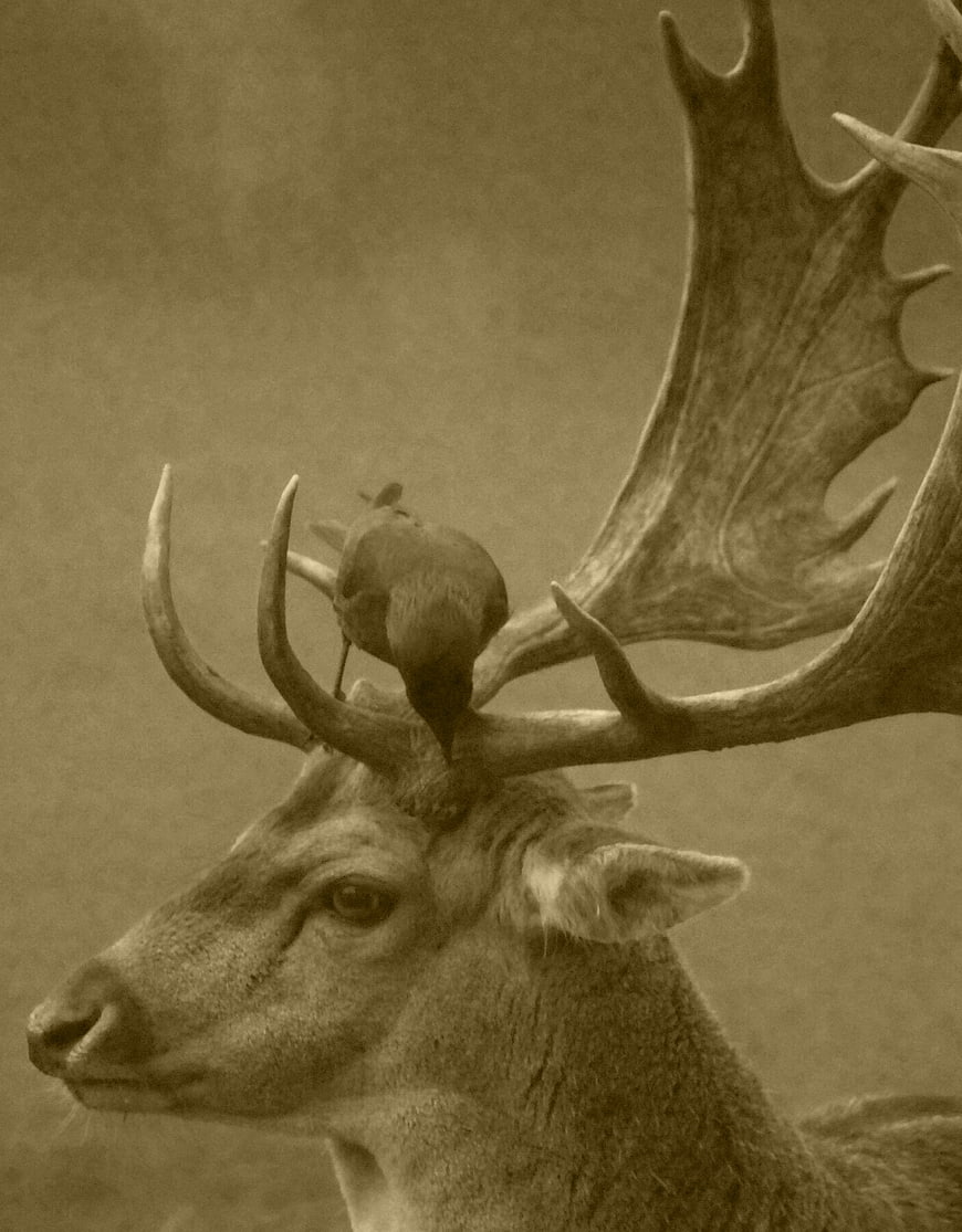 Sepia portrait of a stag with a crow on its antlers