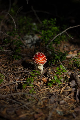 Red Fly Agaric Mushroom in Forest Undergrowth