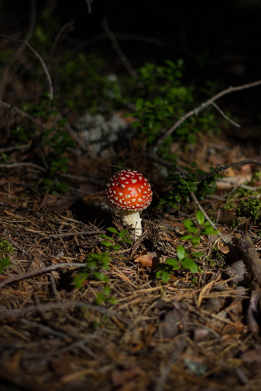 Red Fly Agaric Mushroom in Forest Undergrowth