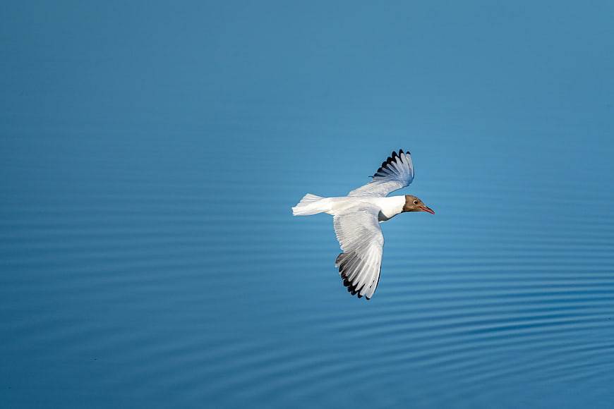 Seagull Flying Over Blue Water