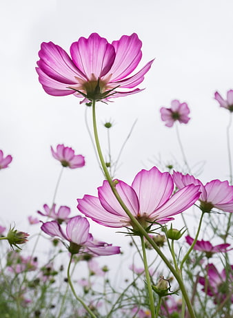 Pink Cosmos Flowers Against White Sky Background