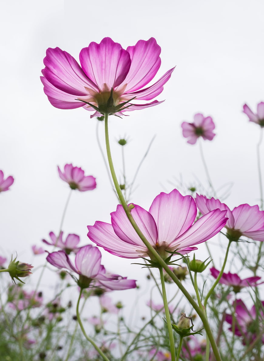 Pink Cosmos Flowers Against White Sky Background