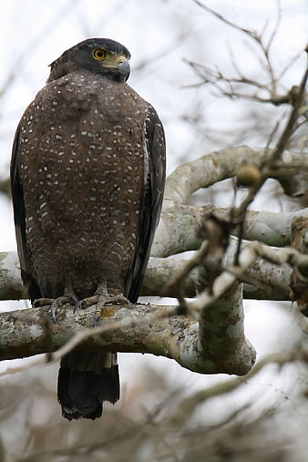 Crested Serpent Eagle Perched on Tree Branch
