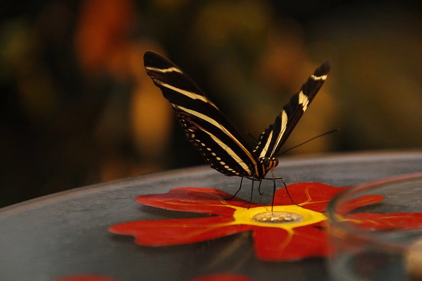 Zebra Longwing Butterfly on Red Flower Feeder