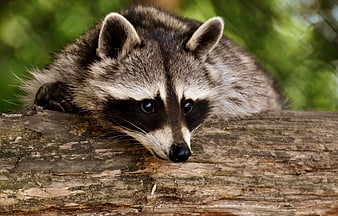 Close-up portrait of a raccoon resting on a weathered log in a forest