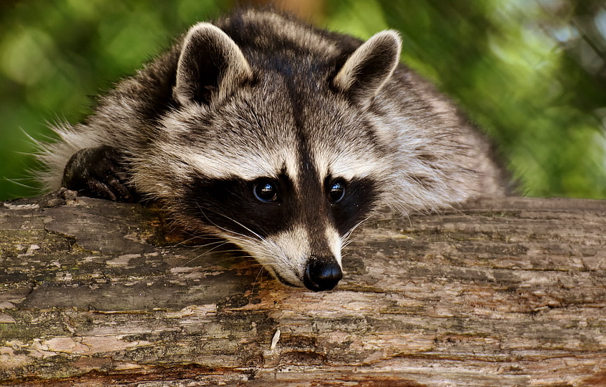 Close-up portrait of a raccoon resting on a weathered log in a forest
