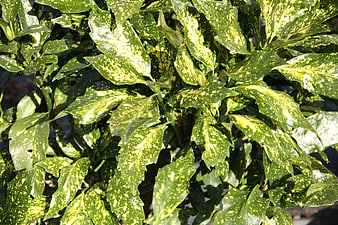 Close-up of Variegated Green and Yellow Foliage Leaves