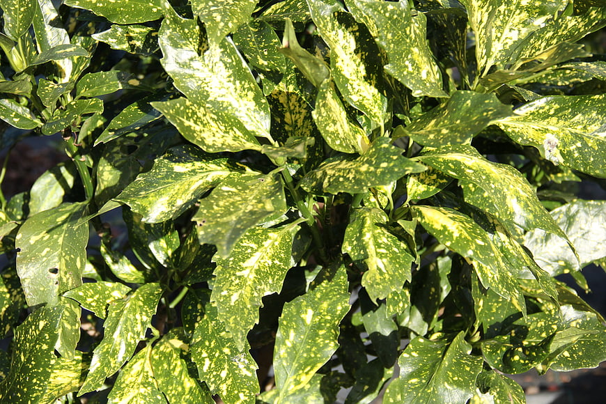 Close-up of Variegated Green and Yellow Foliage Leaves