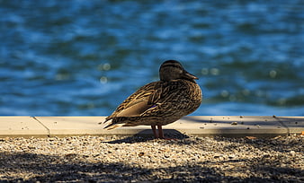 Mallard Duck Standing on Gravel Shore by Blue Lake