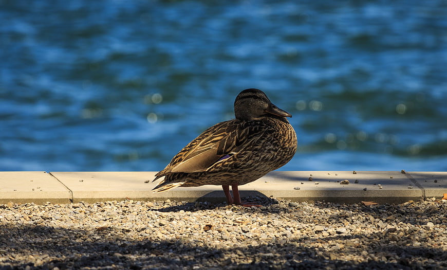 Mallard Duck Standing on Gravel Shore by Blue Lake