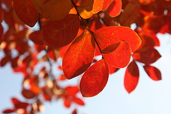 Vibrant Red Autumn Leaves Backlit by Sunlight