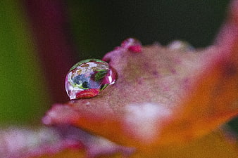 Macro water droplet reflecting nature on a colorful leaf