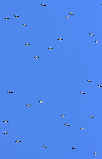 Flock of White Storks Flying in Blue Sky