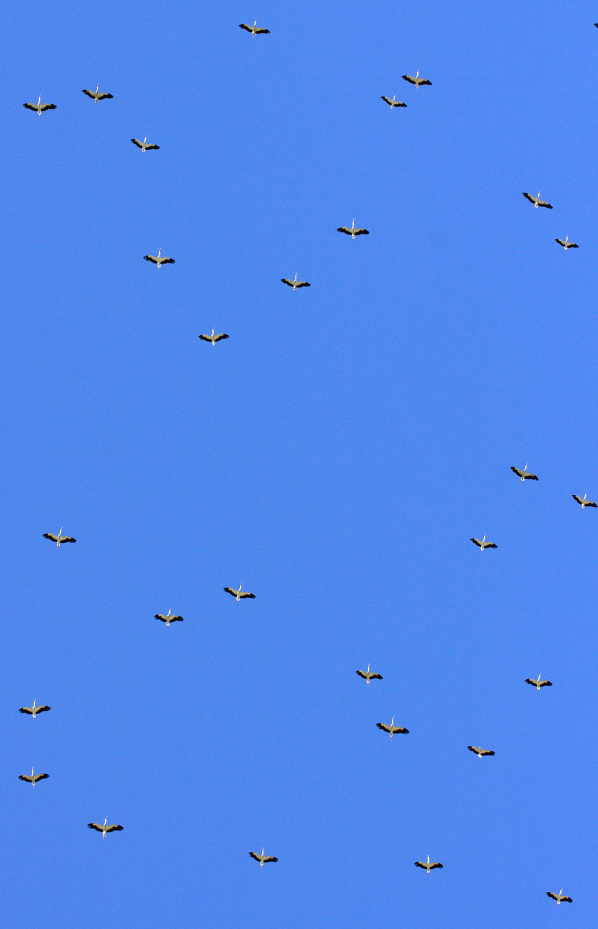 Flock of White Storks Flying in Blue Sky