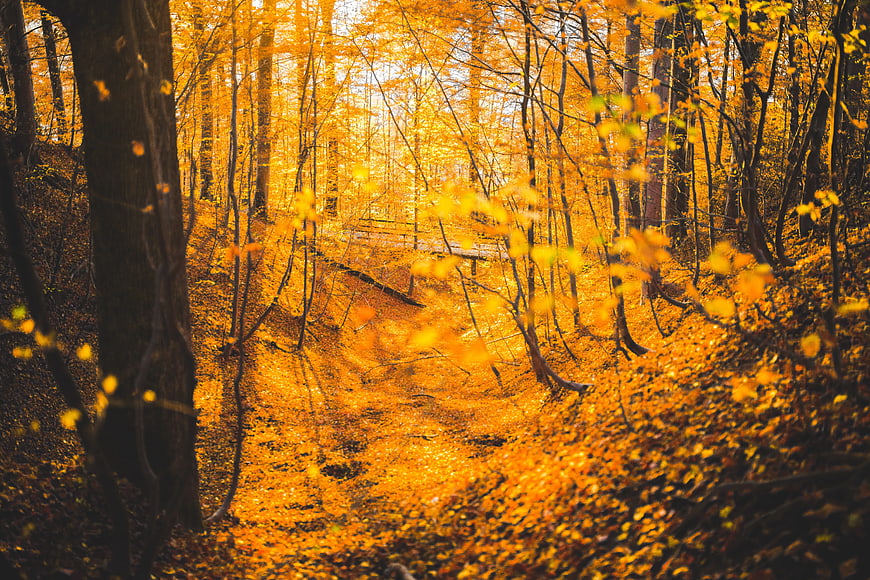Golden Autumn Forest Path with Yellow Leaves