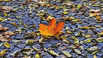 Vibrant orange maple leaf on cobblestone path in autumn