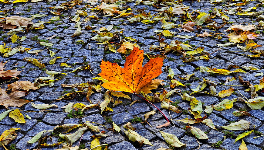 Vibrant orange maple leaf on cobblestone path in autumn