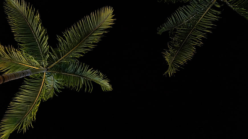 Palm Tree Fronds Against Black Night Sky Background
