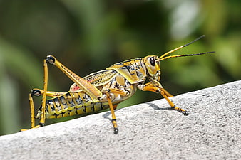 Close-up of a yellow and black grasshopper on a rock